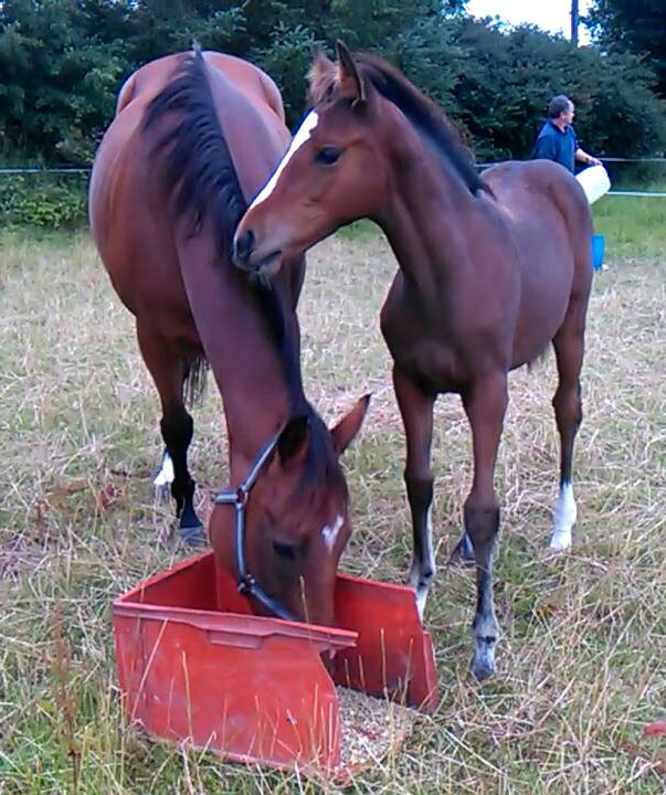 Beneficial mare (TB) with Well Chosen (x Sadler`s wells) filly foal at foot